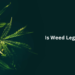 Is Weed Legal in India? Law & Future Possibilities– The Trost