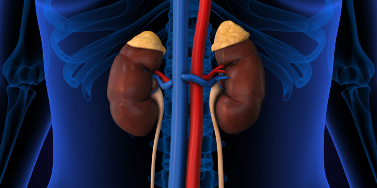 How Kidneys and Adrenal Glands Respond to Fear