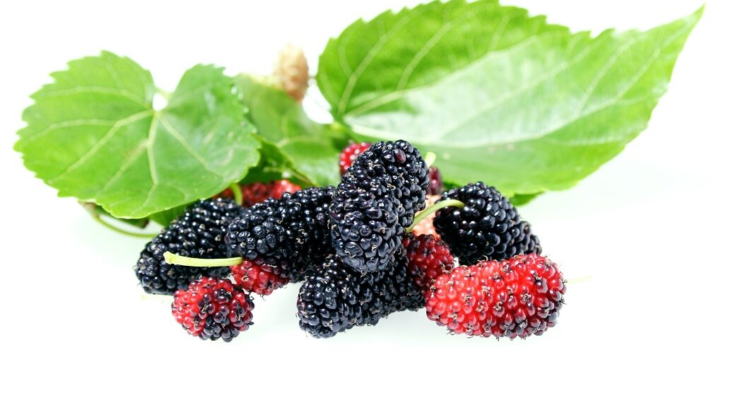 Unilever study finds low-dose mulberry fruit extract impacts glucose spikes