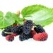 Unilever study finds low-dose mulberry fruit extract impacts glucose spikes