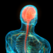 Mental Health & the CB2 Receptor