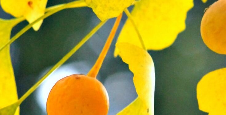 Top 13 Nootropic Supplements to Sharpen Mind & Mood