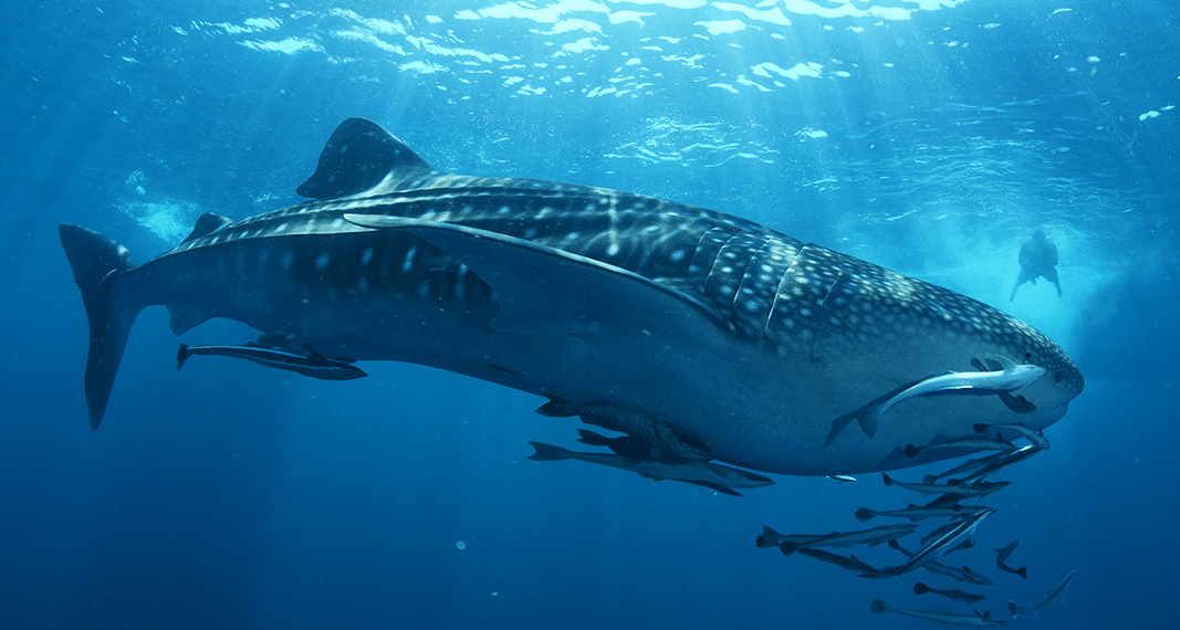 PEA: Anti-Inflammatory Superstar | Project CBD