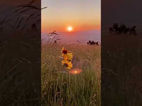 Beautiful Nature healing meditation #shorts  #health #healthy #shortsfeed #wellness #viral
