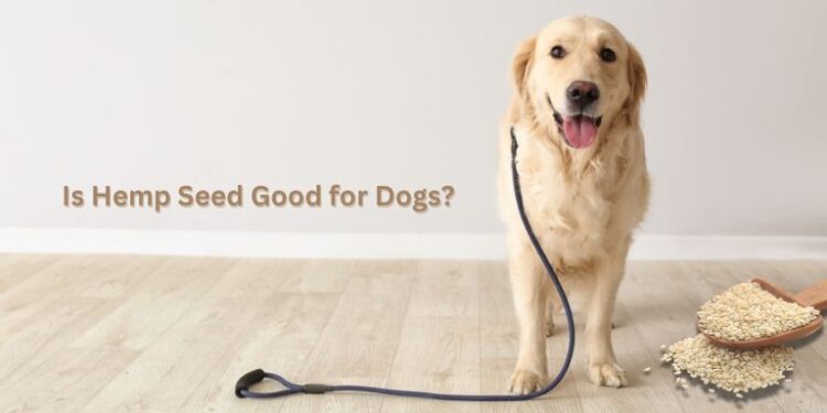 Can Dogs Benefit from Hemp Seeds? What Pet Owners Should Know– The Trost
