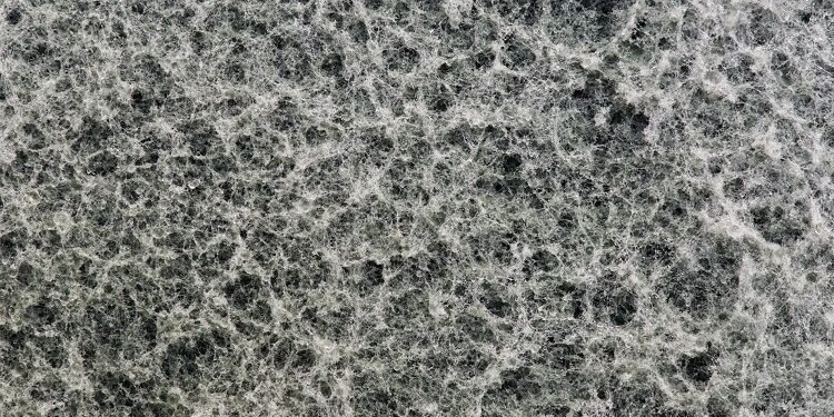 Mycelium consumer acceptance