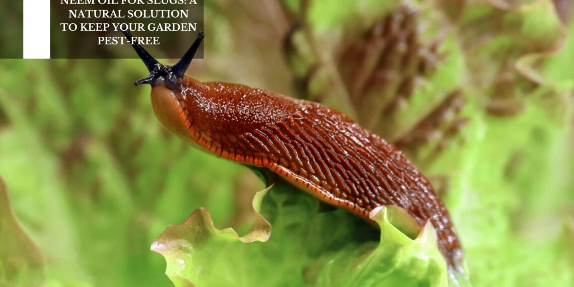 A Natural Solution To Keep Your Garden Pest-Free
– Moksha Lifestyle Products