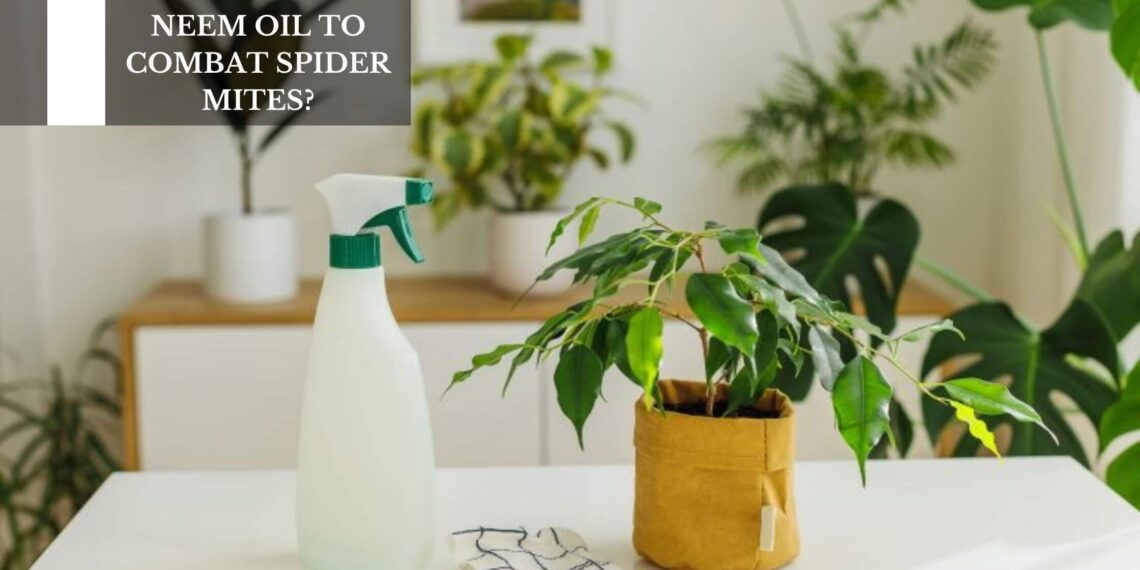 How To Use Neem Oil To Combat Spider Mites?
– Moksha Lifestyle Products