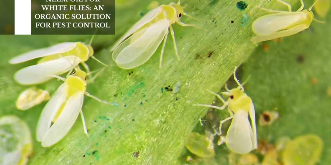 An Organic Solution For Pest Control
– Moksha Lifestyle Products