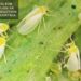 An Organic Solution For Pest Control
– Moksha Lifestyle Products