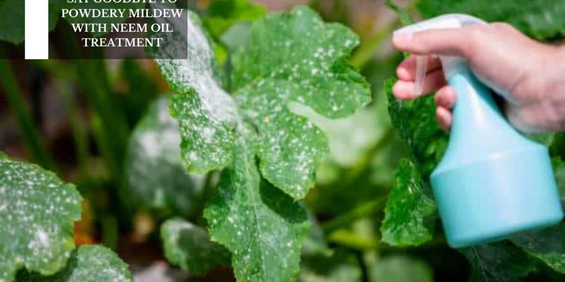 Say Goodbye To Powdery Mildew With Neem Oil Treatment
– Moksha Lifestyle Products
