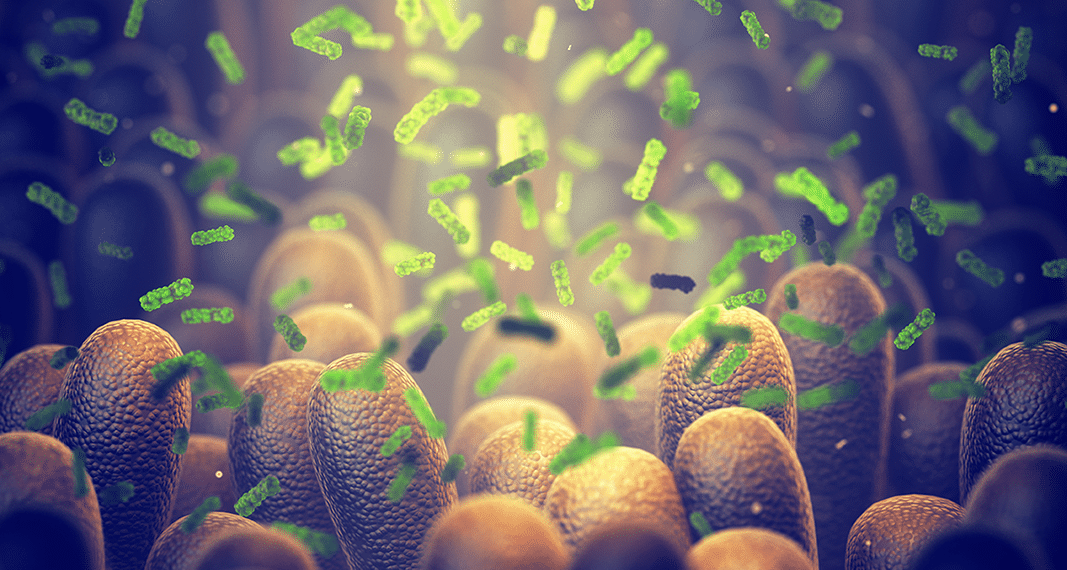 Psychedelics, Endocannabinoids & Gut Microbiota