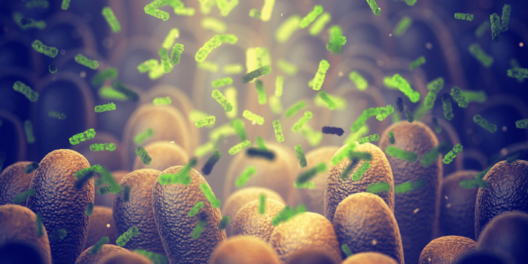 Psychedelics, Endocannabinoids & Gut Microbiota