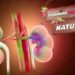 Renew Your Kidneys Naturally: Unlocking the Secrets to Optimal Kidney Health!