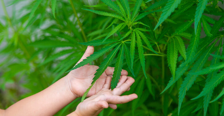 ASA warns against CBD claims for children’s safety