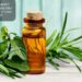Worried About Your Tea Tree Oil? Discover If It Can Go Bad!
– Moksha Lifestyle Products