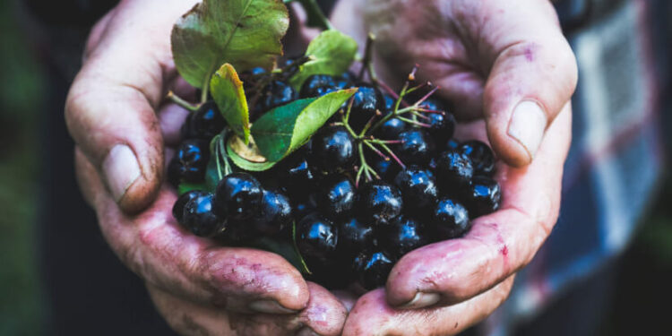 Aronia extract may boost attention and psychomotor speed: Study