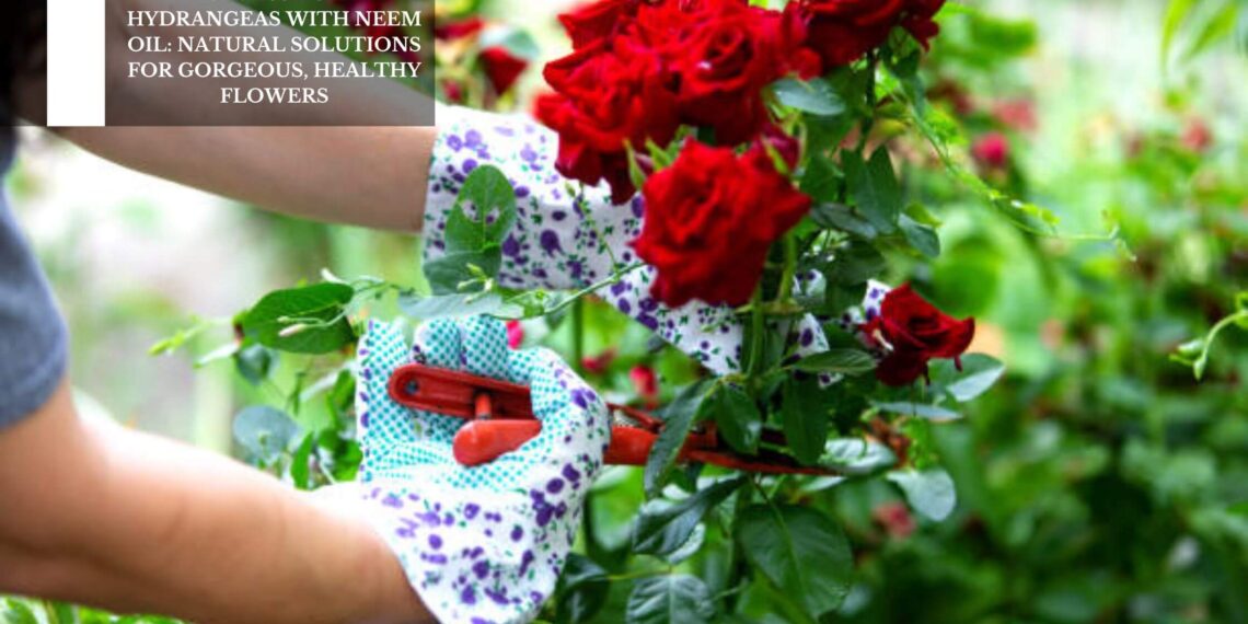 Natural Solutions For Gorgeous, Healthy Flowers
– Moksha Lifestyle Products