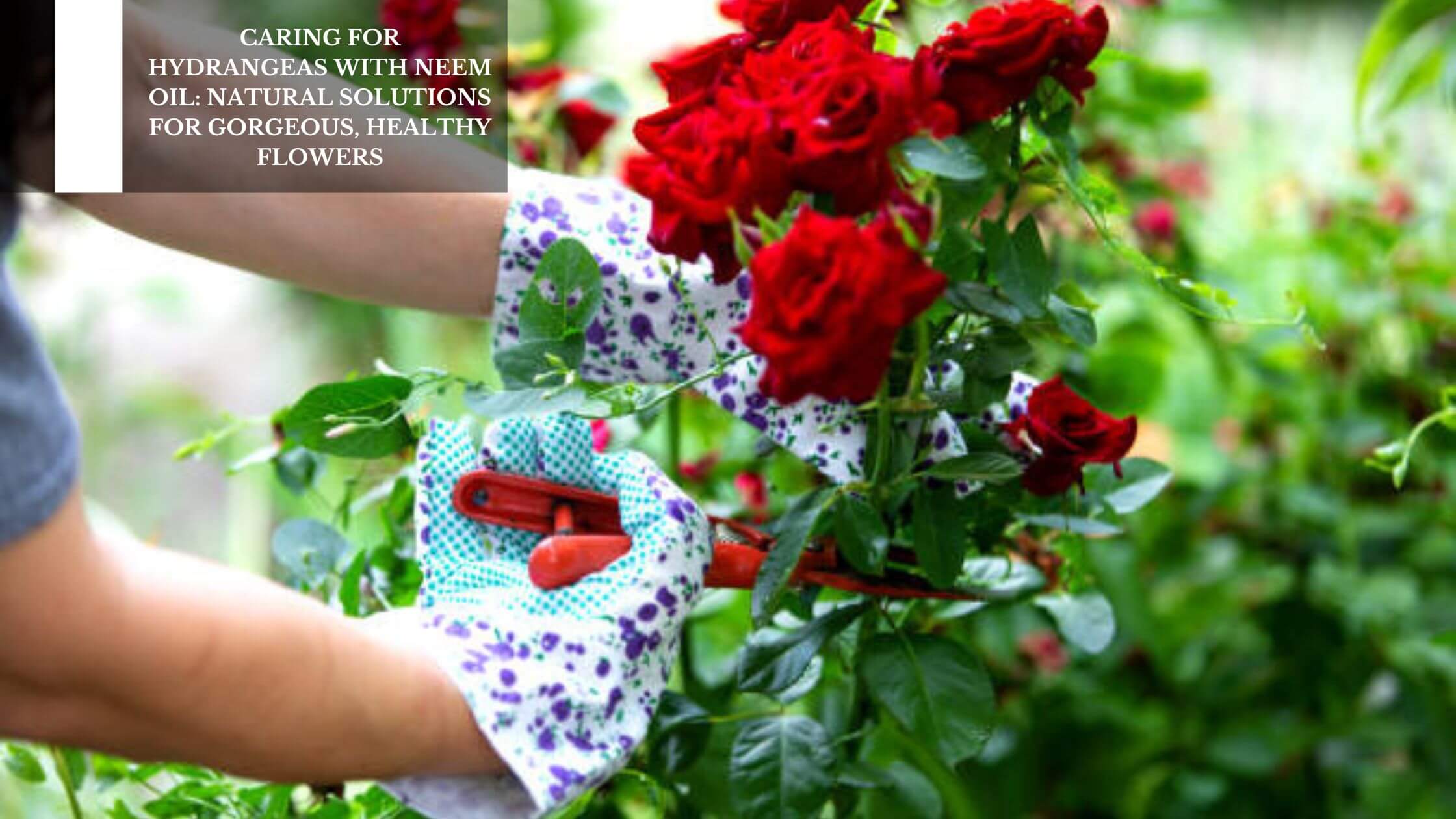 Natural Solutions For Gorgeous, Healthy Flowers
– Moksha Lifestyle Products