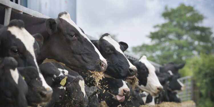 Danone to leverage lysine supplement in GHG reduction drive