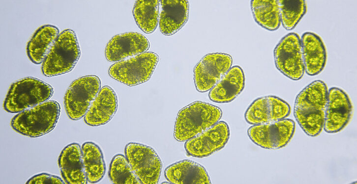Microalgae extract may slow cognitive decline in older adults