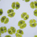 Microalgae extract may slow cognitive decline in older adults