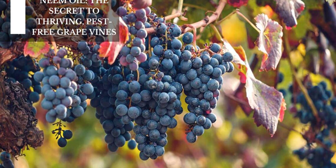 The Secret To Thriving, Pest-Free Grape Vines
– Moksha Lifestyle Products