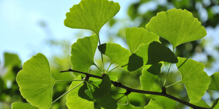 Over 50% of Ginkgo leaf extract samples may be adulterated: BAPP review