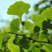 Over 50% of Ginkgo leaf extract samples may be adulterated: BAPP review