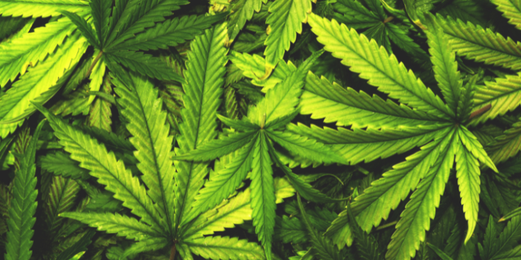 Why Hemp is the Perfect Superfood for a Balanced Diet– The Trost