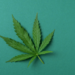 What is the difference between Hemp, CBD and Marijuana?– The Trost
