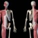 How to Keep Your Musculoskeletal System Healthy