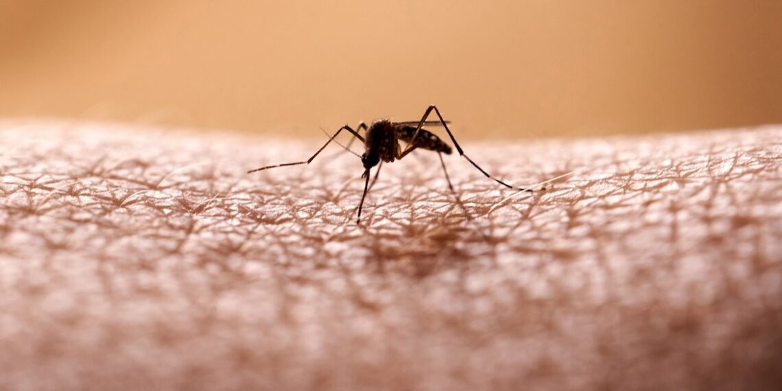 Triple E vs West Nile Virus: What’s the Difference?