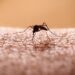 Triple E vs West Nile Virus: What’s the Difference?