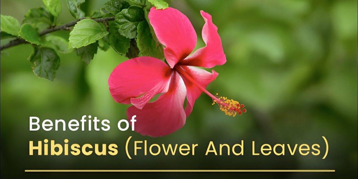 Boost Energy, Lose Weight, and Enhance Health with Hibiscus flower