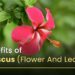 Boost Energy, Lose Weight, and Enhance Health with Hibiscus flower