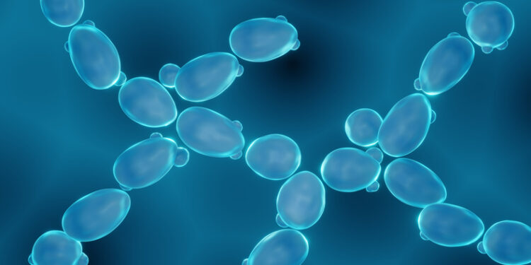 Food industry by-product shows potential as novel fat-binder: Study