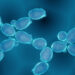 Food industry by-product shows potential as novel fat-binder: Study