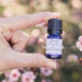 How Intestinal Mucosa Supports Probiotic Absorption