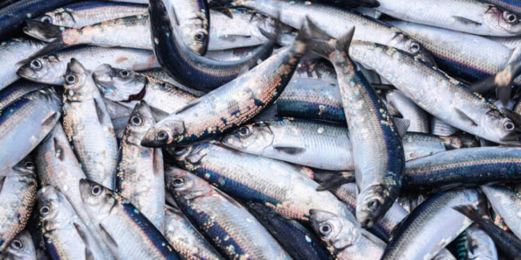 Omega-11-rich fish oil may reduce cholesterol, says rat study