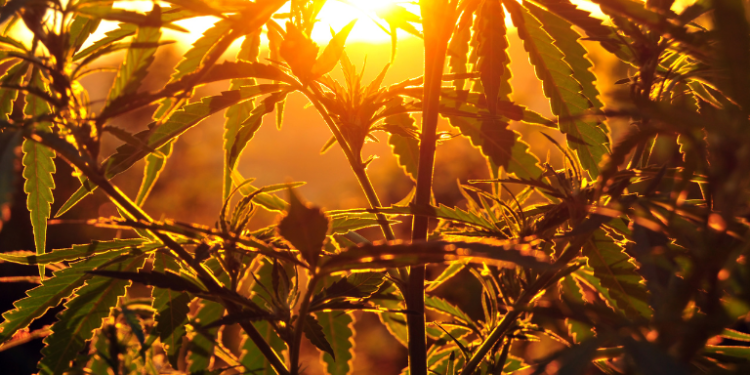 The Science Behind Hemp and Smoking Addiction– The Trost