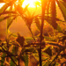 The Science Behind Hemp and Smoking Addiction– The Trost