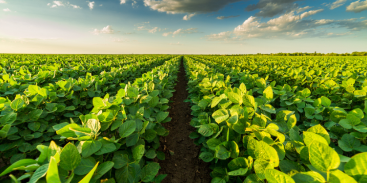 Why Hemp is the Future of Sustainable Agriculture– The Trost