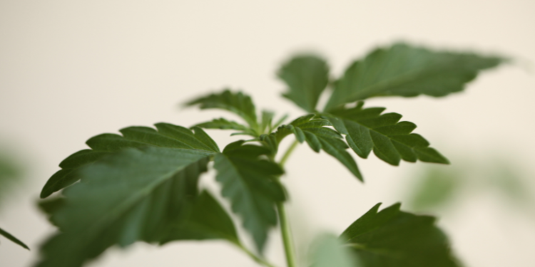 Exploring the Traditional Uses of Hemp in India– The Trost