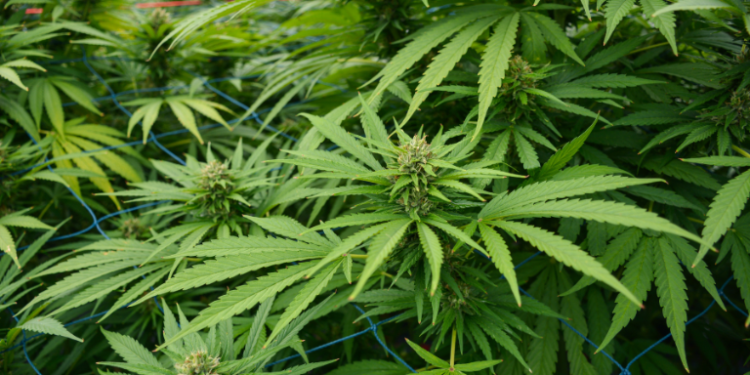 How India Can Lead the Global Hemp Revolution– The Trost