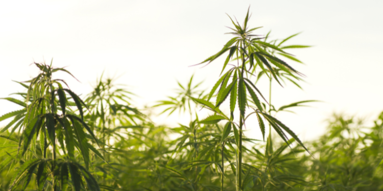 Benefits & Regional Variations– The Trost