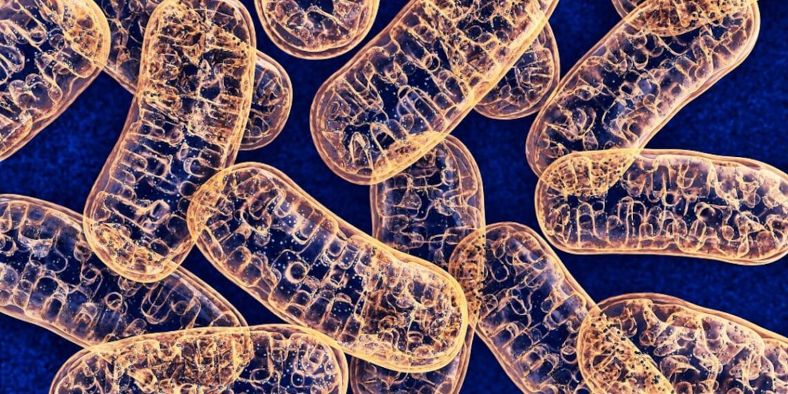 HMOs and pomegranate for athletes’ gut health