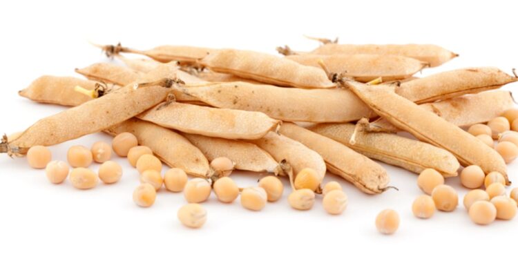 Yellow pea improves oxidative stress