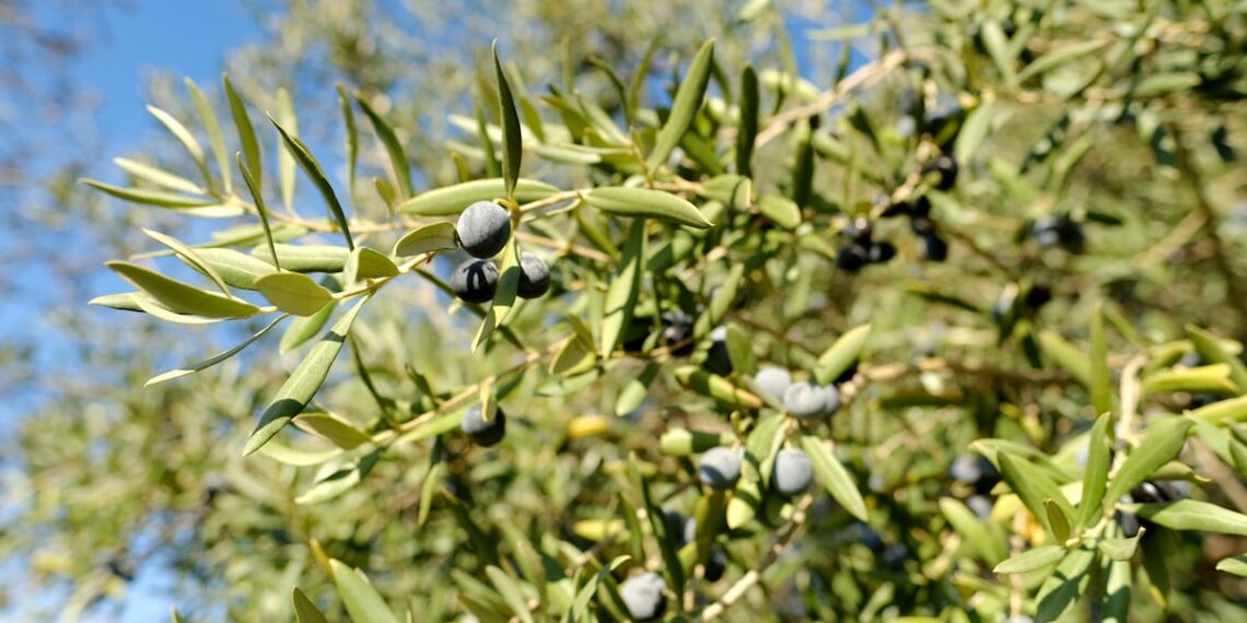 Olive leaf extract may improve menopause symptoms