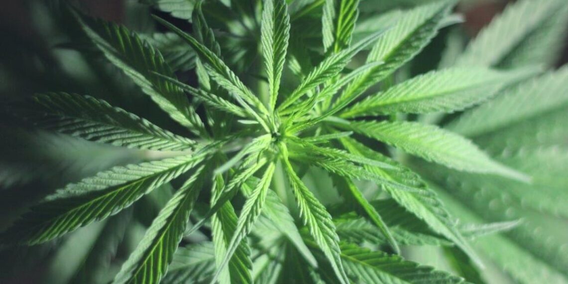 UK CBD regulation update 2024